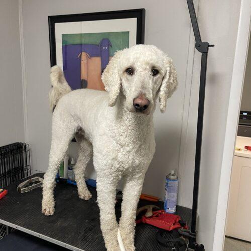 Ronnie, an adoptable Standard Poodle in Pickering, ON, L1W 1L9 | Photo Image 3