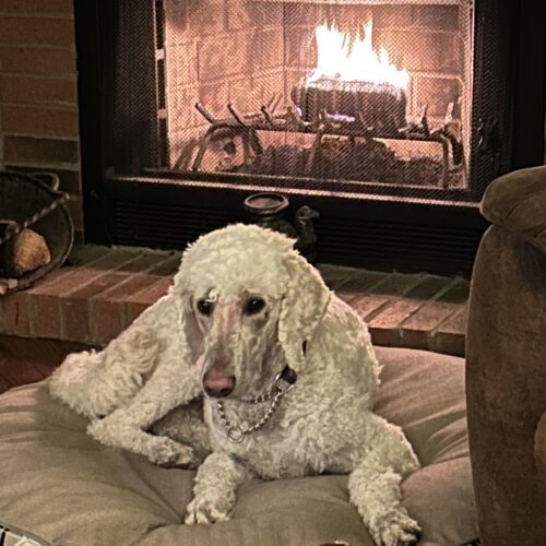 Ronnie, an adoptable Standard Poodle in Pickering, ON, L1W 1L9 | Photo Image 4
