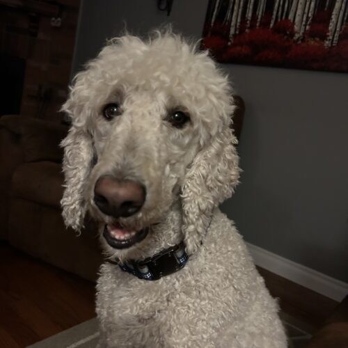 Ronnie, an adoptable Standard Poodle in Pickering, ON, L1W 1L9 | Photo Image 5