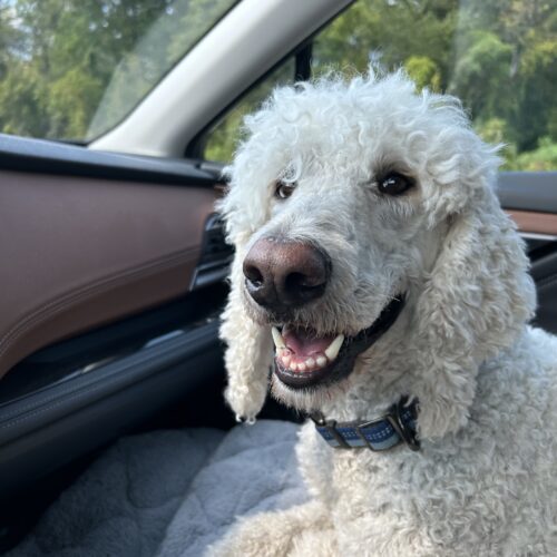Ronnie, an adoptable Standard Poodle in Pickering, ON, L1W 1L9 | Photo Image 6