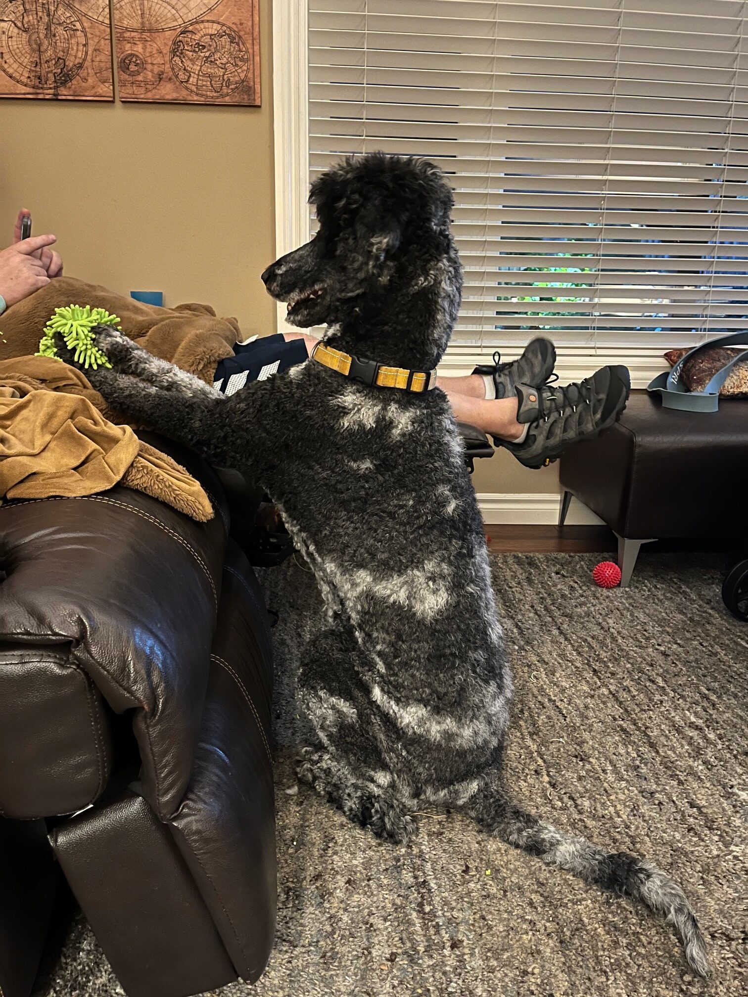 Salem, an adoptable Standard Poodle in Bowmanville, ON, L1C 4Y8 | Photo Image 1