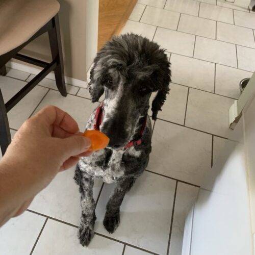 Salem, an adoptable Standard Poodle in Bowmanville, ON, L1C 4Y8 | Photo Image 2