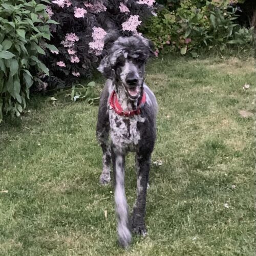 Salem, an adoptable Standard Poodle in Bowmanville, ON, L1C 4Y8 | Photo Image 3