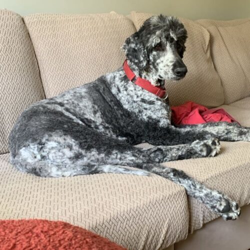 Salem, an adoptable Standard Poodle in Bowmanville, ON, L1C 4Y8 | Photo Image 4