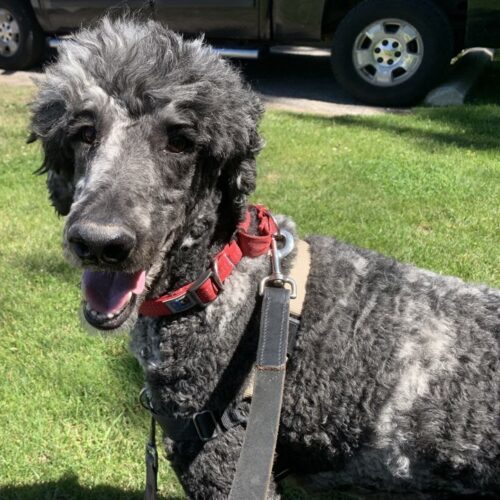 Salem, an adoptable Standard Poodle in Bowmanville, ON, L1C 4Y8 | Photo Image 5