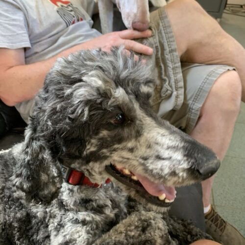 Salem, an adoptable Standard Poodle in Bowmanville, ON, L1C 4Y8 | Photo Image 6