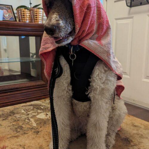 Cesar, an adoptable Standard Poodle in Calabogie , ON, K0J 1H0 | Photo Image 4
