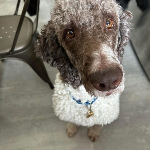 Cesar, an adoptable Standard Poodle in Calabogie , ON, K0J 1H0 | Photo Image 4