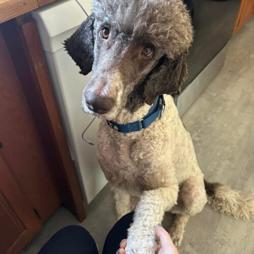 Cesar, an adoptable Standard Poodle in Calabogie , ON, K0J 1H0 | Photo Image 5