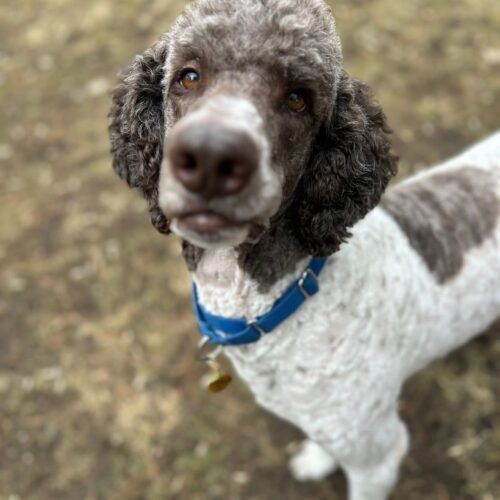 Cesar, an adoptable Standard Poodle in Calabogie , ON, K0J 1H0 | Photo Image 6