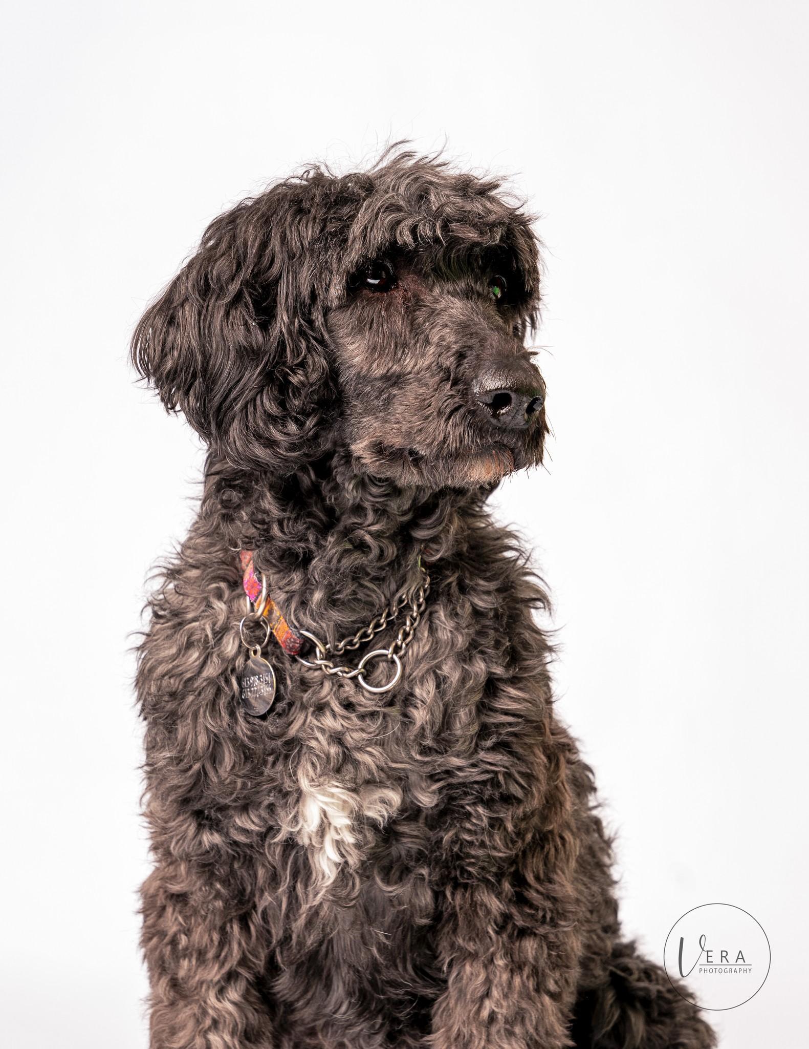 Valen, an adoptable Standard Poodle, Old English Sheepdog in Killaloe, ON, K0J 2A0 | Photo Image 1