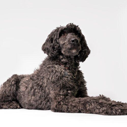 Valen, an adoptable Standard Poodle, Old English Sheepdog in Killaloe, ON, K0J 2A0 | Photo Image 2