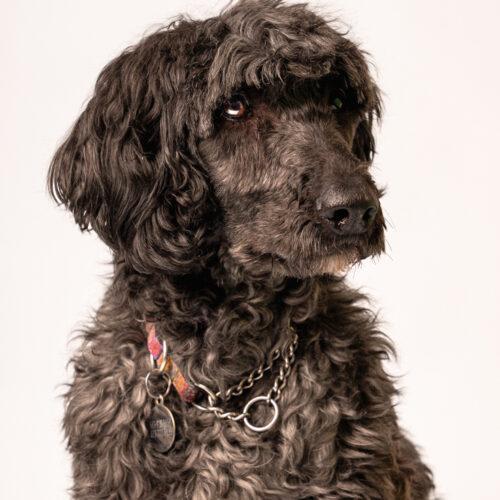 Valen, an adoptable Standard Poodle, Old English Sheepdog in Killaloe, ON, K0J 2A0 | Photo Image 3