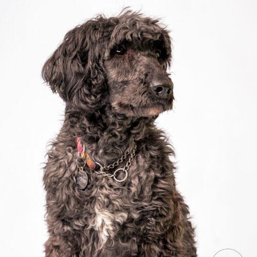 Valen, an adoptable Standard Poodle, Old English Sheepdog in Killaloe, ON, K0J 2A0 | Photo Image 4