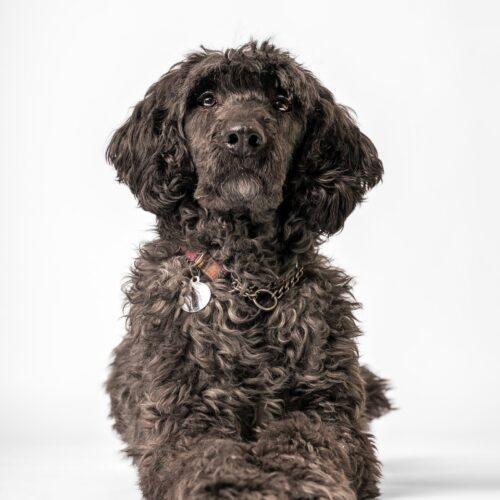 Valen, an adoptable Standard Poodle, Old English Sheepdog in Killaloe, ON, K0J 2A0 | Photo Image 5