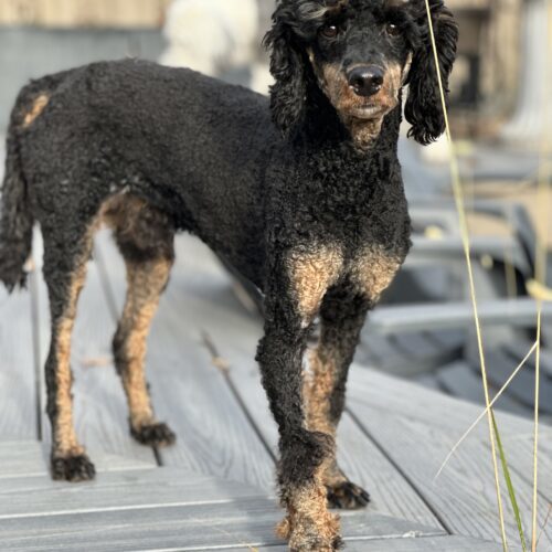 Maverick, an adoptable Standard Poodle in Edmonton, AB, T5A 1g6 | Photo Image 4