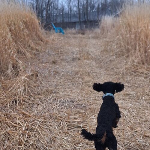 Maverick, an adoptable Standard Poodle in Edmonton, AB, T5A 1g6 | Photo Image 5