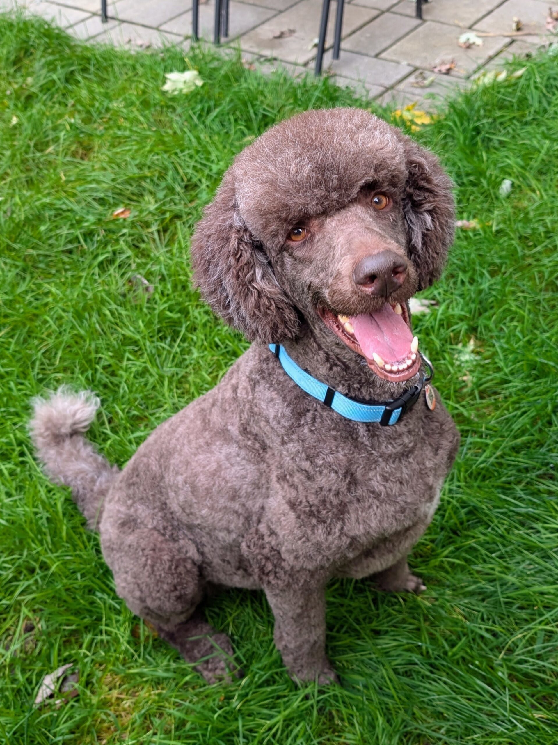 Moe, an adoptable Standard Poodle in Kingston, ON, K7M 3N3 | Photo Image 1