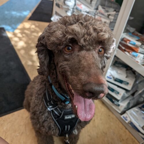 Moe, an adoptable Standard Poodle in Kingston, ON, K7M 3N3 | Photo Image 3