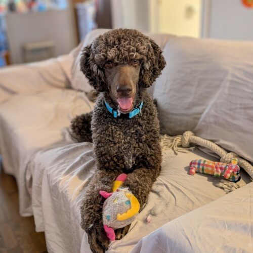 Moe, an adoptable Standard Poodle in Kingston, ON, K7M 3N3 | Photo Image 4