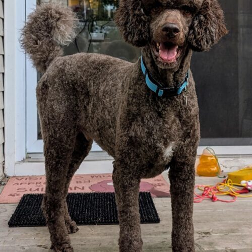 Moe, an adoptable Standard Poodle in Kingston, ON, K7M 3N3 | Photo Image 5