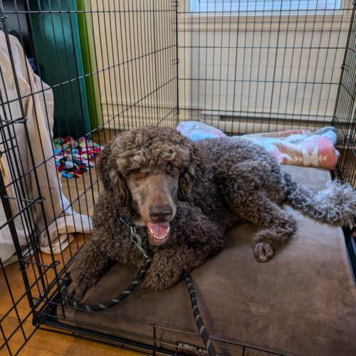Moe, an adoptable Standard Poodle in Kingston, ON, K7M 3N3 | Photo Image 6