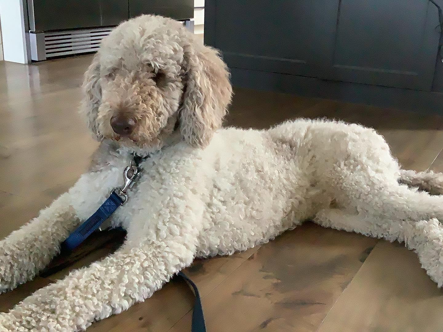 Boomer, an adoptable Standard Poodle in Whitby, ON, L1N 0C2 | Photo Image 1