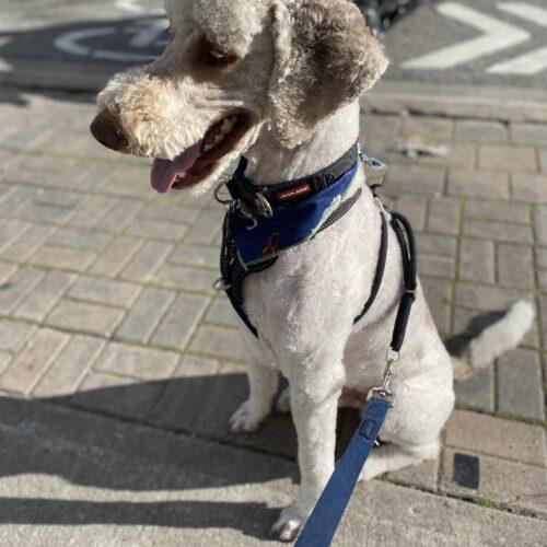 Boomer, an adoptable Standard Poodle in Whitby, ON, L1N 0C2 | Photo Image 5