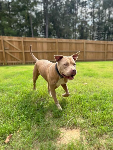 VanGogh, an adoptable Pit Bull Terrier, Mixed Breed in Windsor, CO, 80550 | Photo Image 1