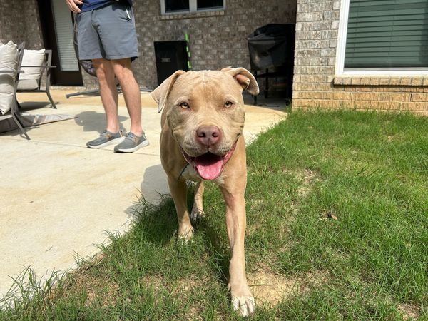 VanGogh, an adoptable Pit Bull Terrier, Mixed Breed in Windsor, CO, 80550 | Photo Image 2