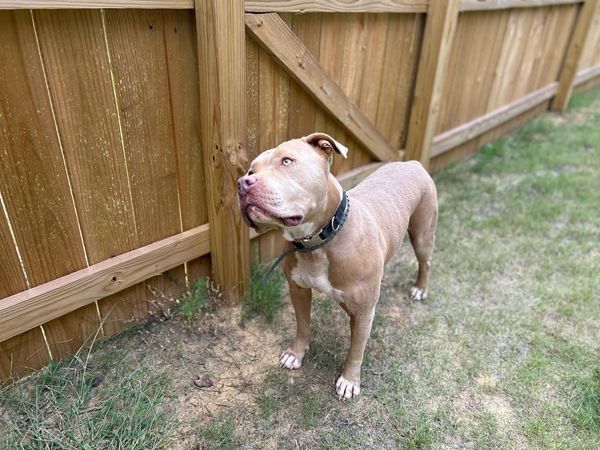 VanGogh, an adoptable Pit Bull Terrier, Mixed Breed in Windsor, CO, 80550 | Photo Image 3