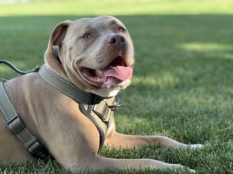 VanGogh, an adoptable Pit Bull Terrier, Mixed Breed in Windsor, CO, 80550 | Photo Image 3