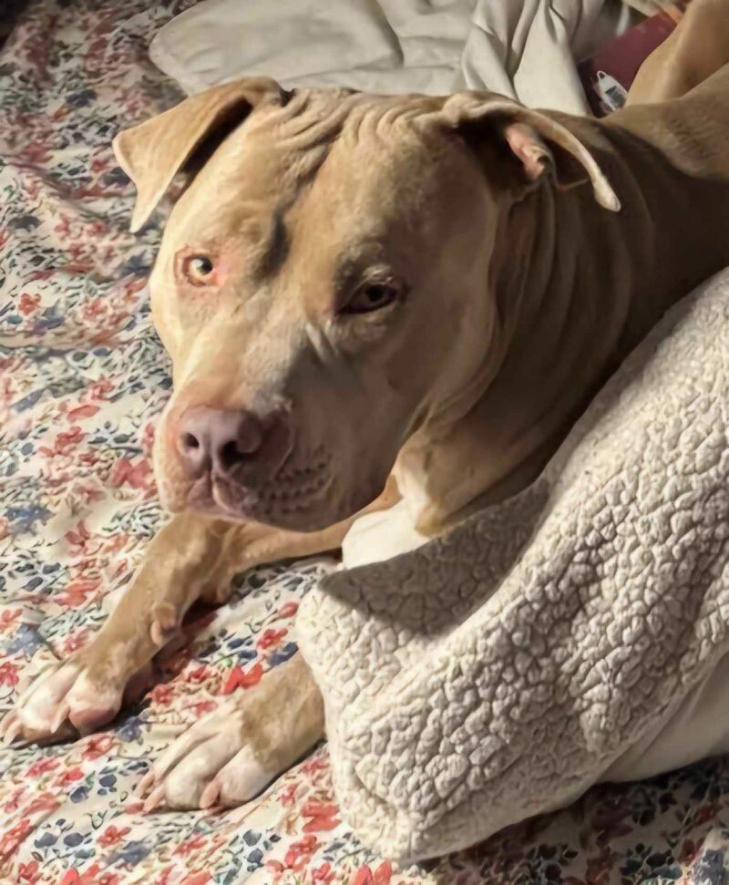 VanGogh, an adoptable Pit Bull Terrier, Mixed Breed in Windsor, CO, 80550 | Photo Image 4