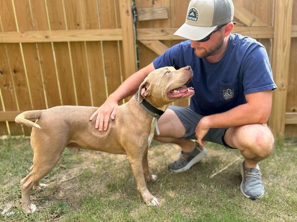 VanGogh, an adoptable Pit Bull Terrier, Mixed Breed in Windsor, CO, 80550 | Photo Image 6