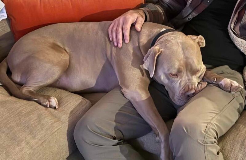 VanGogh, an adoptable Pit Bull Terrier, Mixed Breed in Windsor, CO, 80550 | Photo Image 6