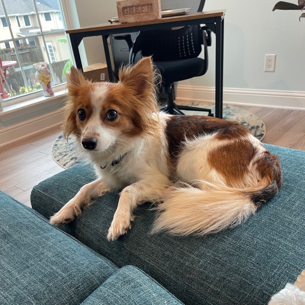 Muffin, an adoptable Papillon in Katy, TX, 77449 | Photo Image 1