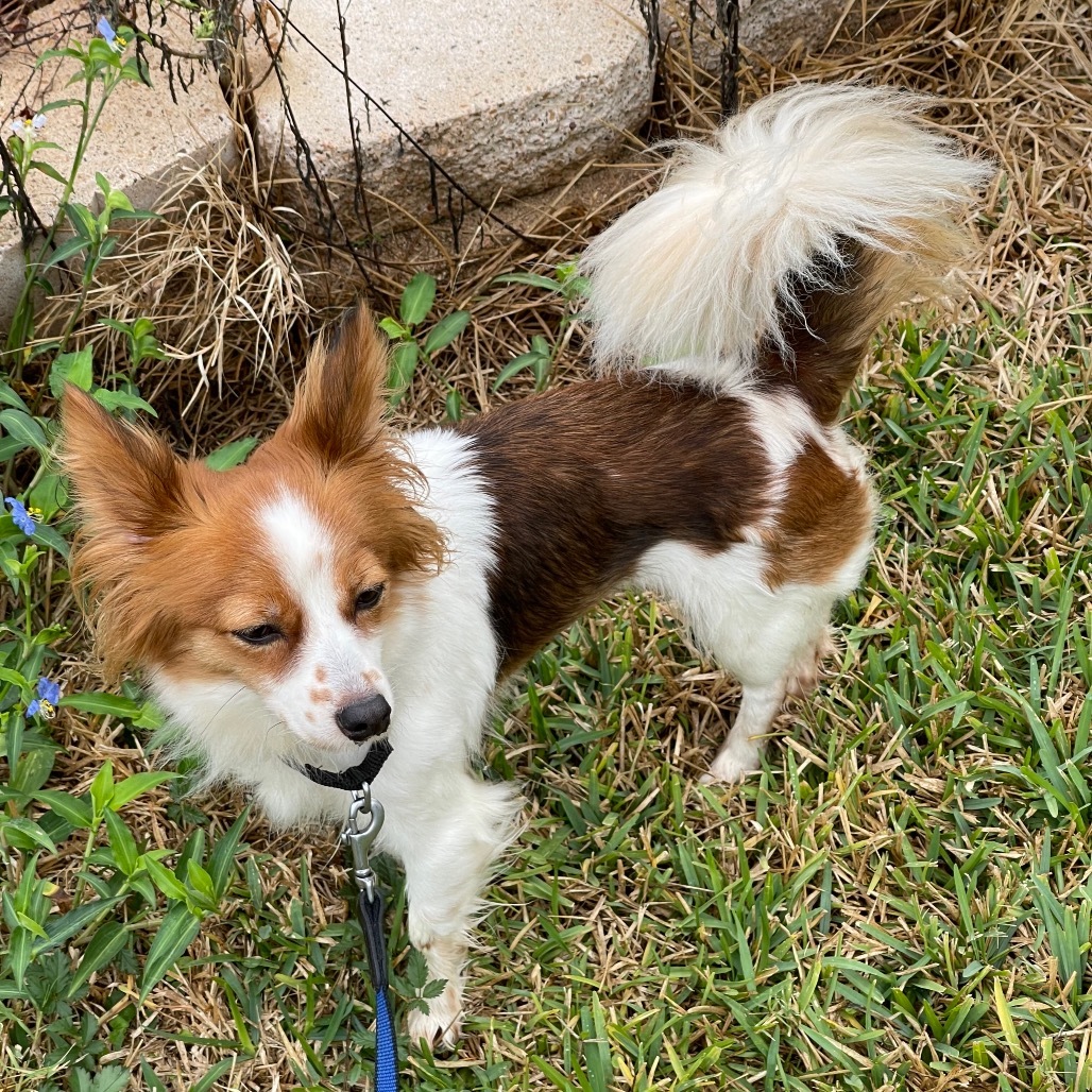 Muffin, an adoptable Papillon in Katy, TX, 77449 | Photo Image 2