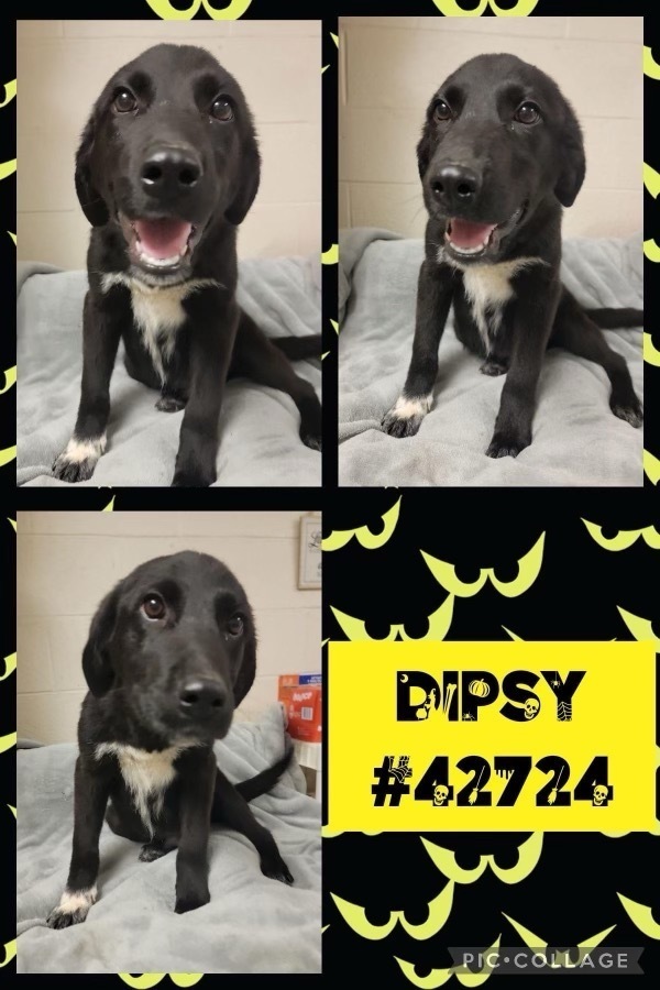 Dipsy (Teletubbies Litter) 4