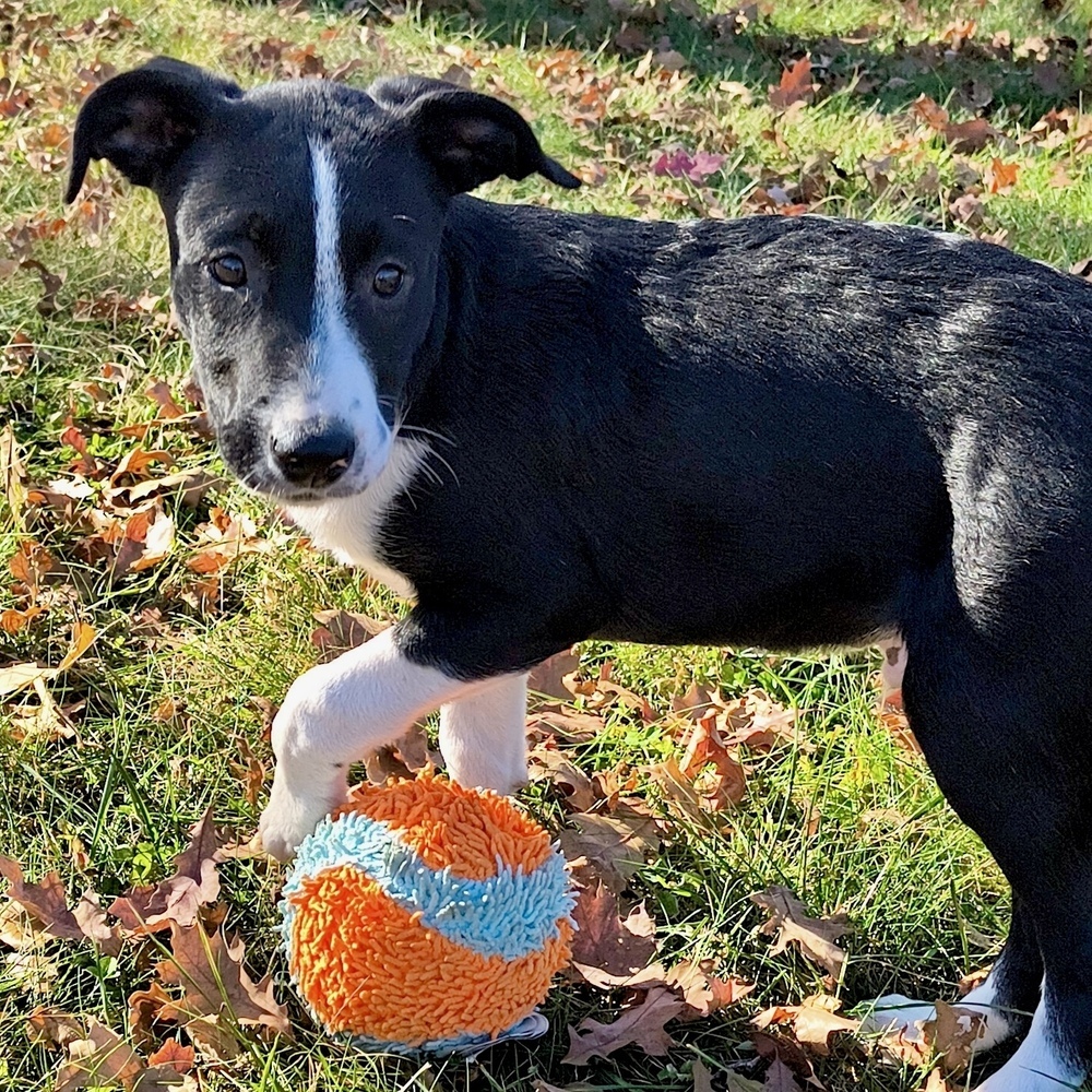 Owen (Lily's Litter)