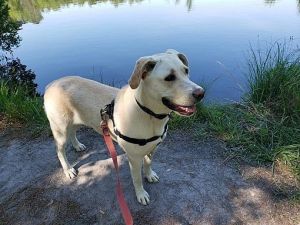 Sophie is 6 and a half year old lab mix that was surrendered to the rescue approximately 5 years ago