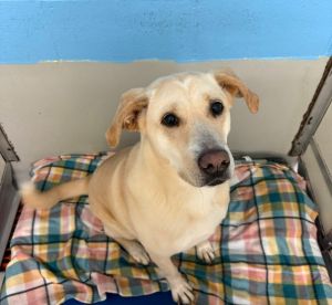 Sophie is 6 and a half year old lab mix that was surrendered to the rescue approximately 5 years ago