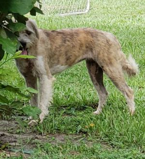 Beca is a 24 months old female fully vetted current on shots spayed Schnauzer Mix who came to us
