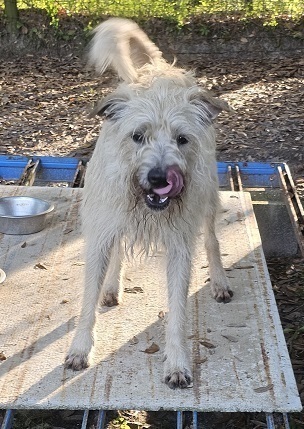 Arturo, an adoptable Schnauzer in Gretna, FL, 32352 | Photo Image 1