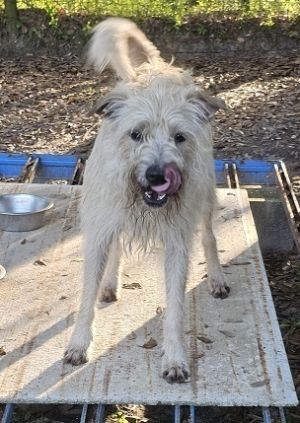 Arturo comes from Puerto Rico to our shelter in search of a loving forever home Arturo is at this t