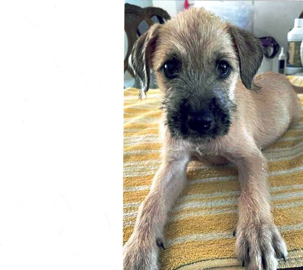 Arturo, an adoptable Schnauzer in Gretna, FL, 32352 | Photo Image 2