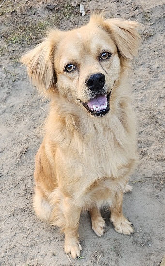 Corky