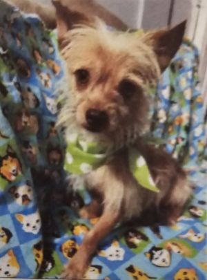Lucas is a 1yo male ChiTerrier weighing 8 pounds He was somewhat timid until he gets to know t