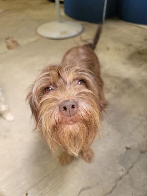 Maddie came to us as a rescue from an abuseneglectabandonment situation She is between 5-6 years 