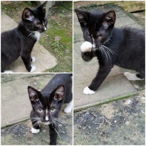 Tuxedo is a kitty with a bobbed tail He is joyful and energetic Tuxedo is neutered and has receive