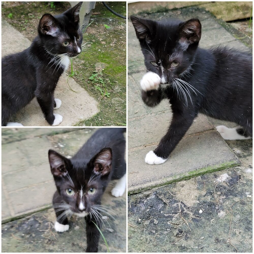 TUXEDO